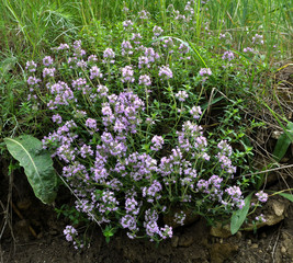 Summer among wild grasses blooms thyme
