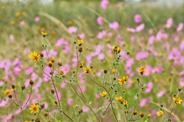 landscape flowers in color pink