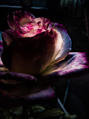 pink rose on black background