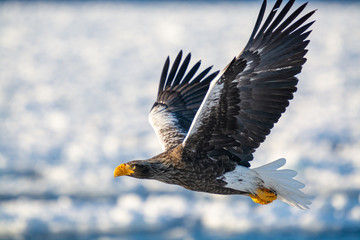 Sea Eagles in Rausu Hokkaido Japan