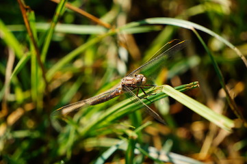 dragonfly on a leaf
