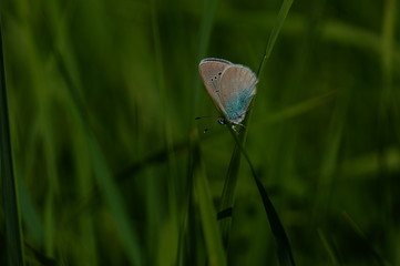 butterfly on green grass