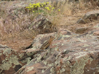 Squirrel in Black Canyon