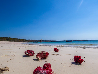 Few red corals washed on the shore of Pink Beach, Lombok Indonesia. The crushed coral turns sand into pink. The sea is calm, shining with many shades of blue. Girl walking on the beach in the back.