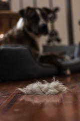 Fototapeta na wymiar dog hair on the floor during the hair shedding season