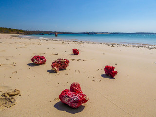 Few red corals washed on the shore of Pink Beach, Lombok Indonesia. The crushed coral turns sand into pink. The sea is calm, shining with many shades of blue. Girl walking on the beach in the back..