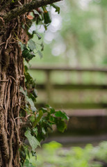 A beautiful tree with a bridge in the background