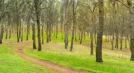 Fototapeta premium Pine forest in spring green color