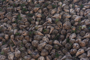 Harvesting of sugar beet on agricultural lands of Ukraine