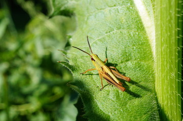 grasshopper on leaf