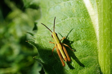 grasshopper on leaf