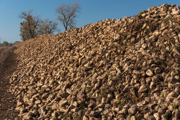 Harvesting of sugar beet on agricultural lands of Ukraine