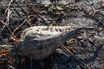 Harvesting of sugar beet on agricultural lands of Ukraine