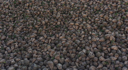 Harvesting of sugar beet on agricultural lands of Ukraine