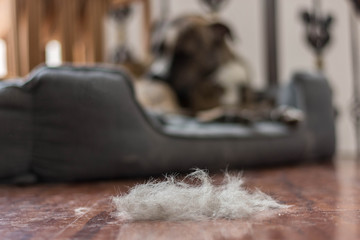 dog hair on the floor during the hair shedding season