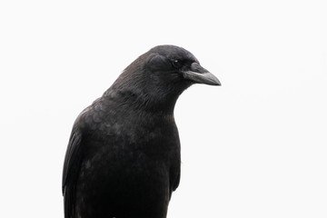 Close up of a crow isolated against a white background.