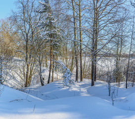 Obraz premium Winter Sunny day in the forest.