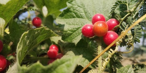 red cherries on a tree