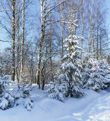 Winter Sunny day in the forest.
