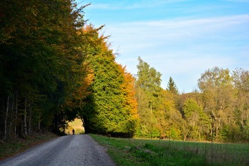 Fototapeta premium Hiking trail at the forest, autumn with blue sky and meadow