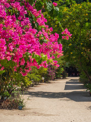 path surrounded by bushes with lots of red flowers