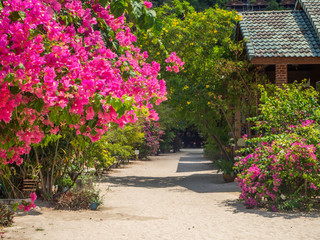 Fototapeta na wymiar path surrounded by bushes with lots of red flowers