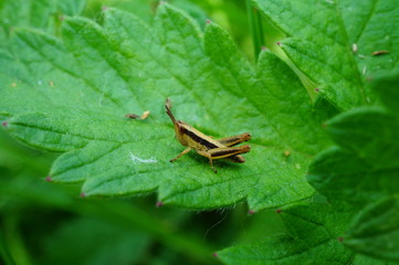 grasshopper on a green leaf
