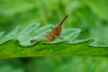 grasshopper on leaf