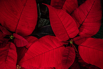 Beautiful colorful leaves and flowers of house plants in a garden, closeup, details