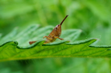 grasshopper on leaf