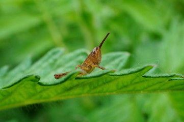grasshopper on a leaf