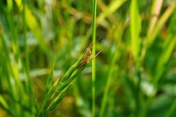 closeup of green grass