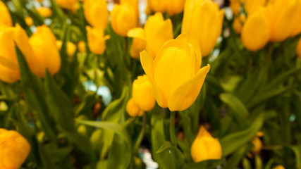 Spring background with beautiful yellow tulips 
