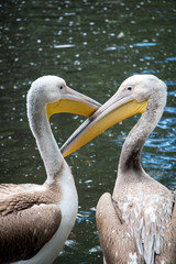 loving pelican couple