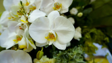 Fototapeta na wymiar white orchid or white flowers blooming.