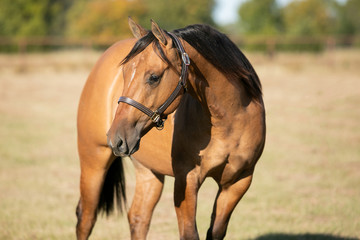 Horse Portrait 