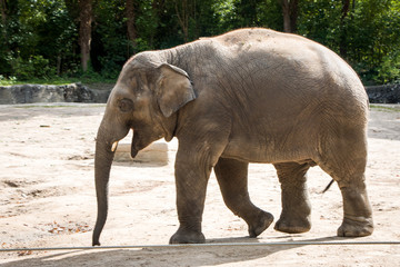 running elephant in the zoo