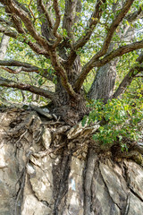 brahnched tree on rheinsteig trail in the middle rhine valley, germany