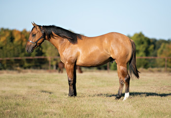 Horse Conformation