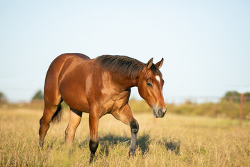 Quarter Horses in Pasture