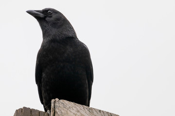 Obraz premium Close up of a crow isolated against a white background.