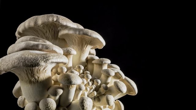 King Oyster Mushroom. Time-lapse of king oyster mushrooms growing an black  background