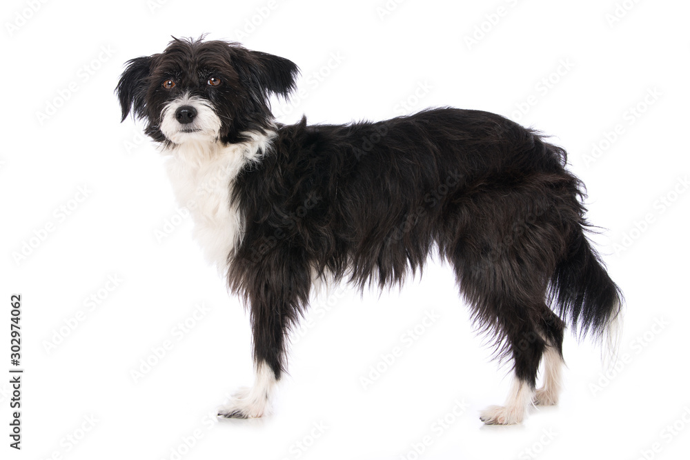 Wall mural Chinese crested powderpuff dog isolated on white