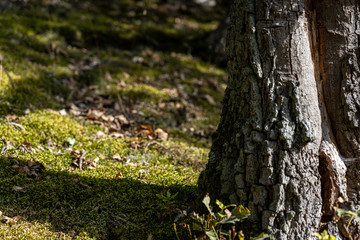 hiking on rheinsteig trail in the middle rhine valley, germany