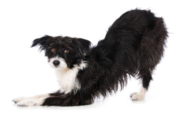 Chinese crested powderpuff dog isolated on white