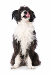 Licking dog isolated on white background