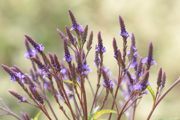 Verbena hastata, commonly called blue vervain, is a Missouri native perennial which commonly occurs in wet meadows, wet river bottomlands, stream banks, slough peripheries.