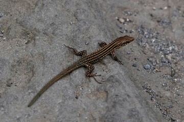 Iberian lizard resting on rock