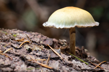 A small yellow brown gilled mushroom grows from a downed tree in the forest in the Oregon Coast Range.