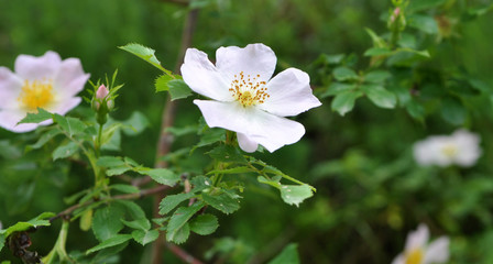 Rose hips bloom on the branch of the bush